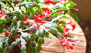 Are christmas cacti poisonous to cats? Are Christmas Cactus Poisonous To Dogs Here S What You Must Know