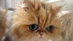 Persian Kittens For Sale-We Have Gorgeous Golden Kittens ...