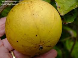 Easter egg trees are a charming tabletop decoration in spring. Plantfiles Pictures Oncoba Species Fried Egg Flower Fried Egg Tree Snuff Box Tree Oncoba Spinosa By Rosinabloom