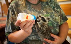 Find out what to do if you find a baby raccoon. Don T Help Injured Baby Raccoons Alabama Edict Angers Those Who Love Them The New York Times
