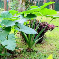 Image result for Colocasia