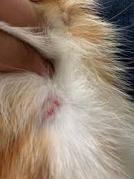 Miliary Dermatitis Treatment Www Autoconnective In