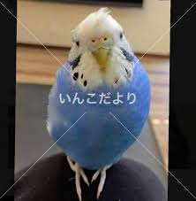 千葉県船橋市でセキセイインコが迷子になりました 迷子鳥 Maigo 26080 いんこだより