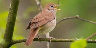 Aufstehen Nach Der Vogeluhr Vogel Natur