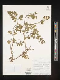 Image result for Agrocharis