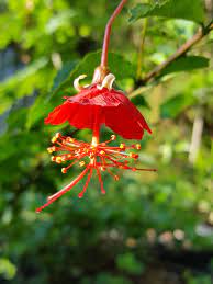This tropical shrub that is often grown outdoors in the summer and as a houseplant in winter. Chinese Lantern Hibiscus Hibiscus Grandidieri Urban Tropicals