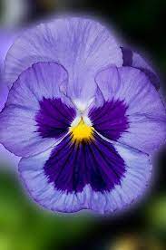 Purple Pansy By Bonnie T Barry Pansies Flowers Pansies Purple Pansy