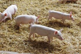 Porc du Limousin IGP :: Qualigeo