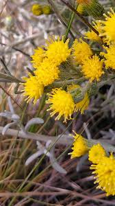 Image result for Sorghastrum stipoides