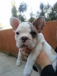 We are located in the foothills of the superstition mountains. French Bulldog Puppy For Sale Arizona Page 2