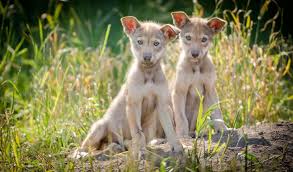 It is believed that a male the result of this mating was a litter with nine puppies. Red Wolf Pups 004 South Sound Magazine