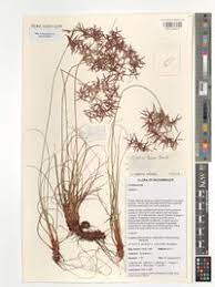 Image result for Cyperus tenax