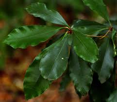 Image result for Englerophytum natalense