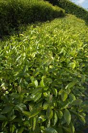 Image result for Camellia sinensis