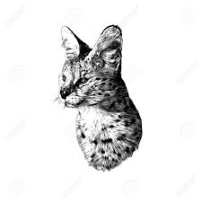 This cat is one of the calmest cats which will be. Spotted Cat Breed Serval Head Looks Away Sketch Vector Graphics Royalty Free Cliparts Vectors And Stock Illustration Image 144117687