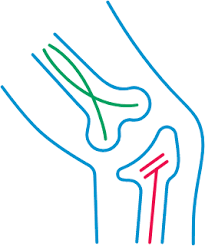 Image result for Orthopichonia