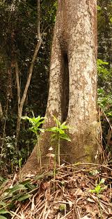 Image result for Pterygota