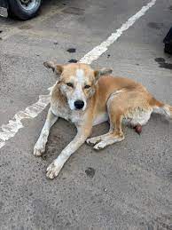 How to help an injured dog in Nuwara Eliya, Sri Lanka?