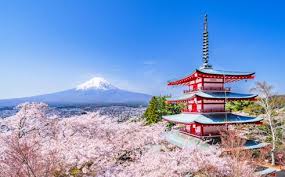 Japan cherry blossom cruise photo