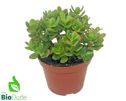 Get latest info on aloe vera plant, suppliers, manufacturers, wholesalers, traders, wholesale suppliers with aloe vera plant prices for buying. Shop For Desert Terraria Plants At The Bio Dude Desert Plant Plant