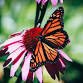Butterfly Pavilion Hora de cuentos en español event image