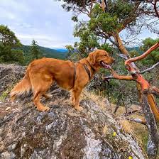 Preferred color is dark brown. Do You Know All The Different Types Of Golden Retrievers K9 Web