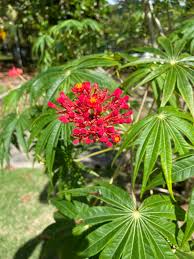 Image result for Jatropha multifida