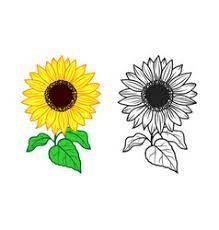 Thus are formed the flower's petals. Sunflower Drawing Color Vector Images Over 2 000