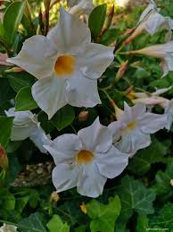 Image result for mandevilla obrázek