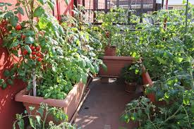 C'est surtout utilisé pour les légumes au potager. 8 Legumes A Cultiver Sur Son Balcon