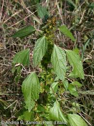 Image result for Acalypha pubiflora