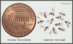 We did not find results for: Ant Introduction