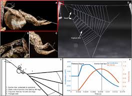Spiders.720p.x264.yify.mp4, spiders full movie online, download 2000 online movies free on yify tv. External Power Amplification Drives Prey Capture In A Spider Web Pnas