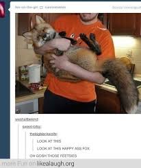 33 Look At The Fox Cute Funny Animals Cute Baby Animals Funny Animal Memes