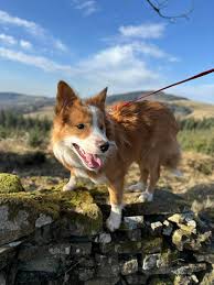 Look familiar?? It's lasted over 2 weeks, so its done quite well. However,  he did only start chewing it 20mins ago!! Kong Tuff Toy....not so tuff now,  are ya?? Had all the