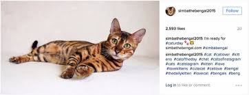 Hashtags are key when it comes to the visibility of your posts. How To Choose Instagram Cat Hashtags Full Guide With 347 Examples