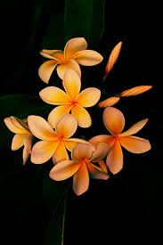 Pin On Blooming