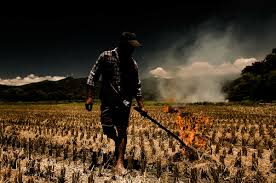 It's very difficult to actually get burnt rice with a good rice cooker. Straw Into Gold A Ted Fellow Cultivates Mushrooms To Reduce Emissions Ted Blog