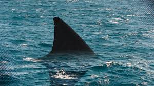 9 Foot Shark Spotted At Point Lookout Swimming Stopped At Beaches