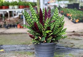 Image result for calathea