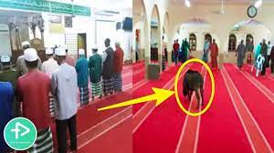 We did not find results for: Bikin Geger Seekor Babi Hutan Masuk Masjid Akhirnya Begini Youtube