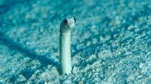 Garden Eels Forgetting About Humans Need People To Video Chat Georgia Aquarium Eel Facts Fish Tank