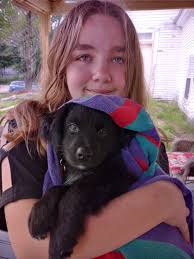 What are the first two breeds in the dog's DNA?