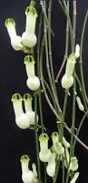 Image result for Ceropegia buchananii