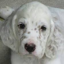 Black And White English Setter Puppies For Sale English Setter Pup English Setter Puppies Dogs Dog Rules