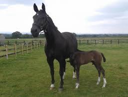 To get a first glimpse of what's awaiting outdoor enthusiasts like you in hesse. Stretton Hall Stud Produces The Finest Sports Horses Stretton Hall Stud