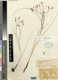 Image result for Afrosolen setifolius