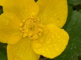 7 фраз в 3 тематиках. Sumpfdotterblume Butterblume