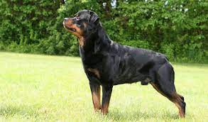 Rottweiler Dog Breed Information