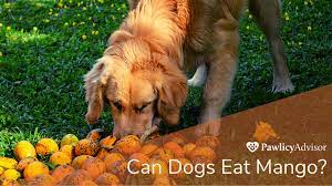 It's not just mango that can be a healthy and nutritious treat for your dog. Can Dogs Eat Mango Here S Everything You Need To Know Pawlicy Advisor